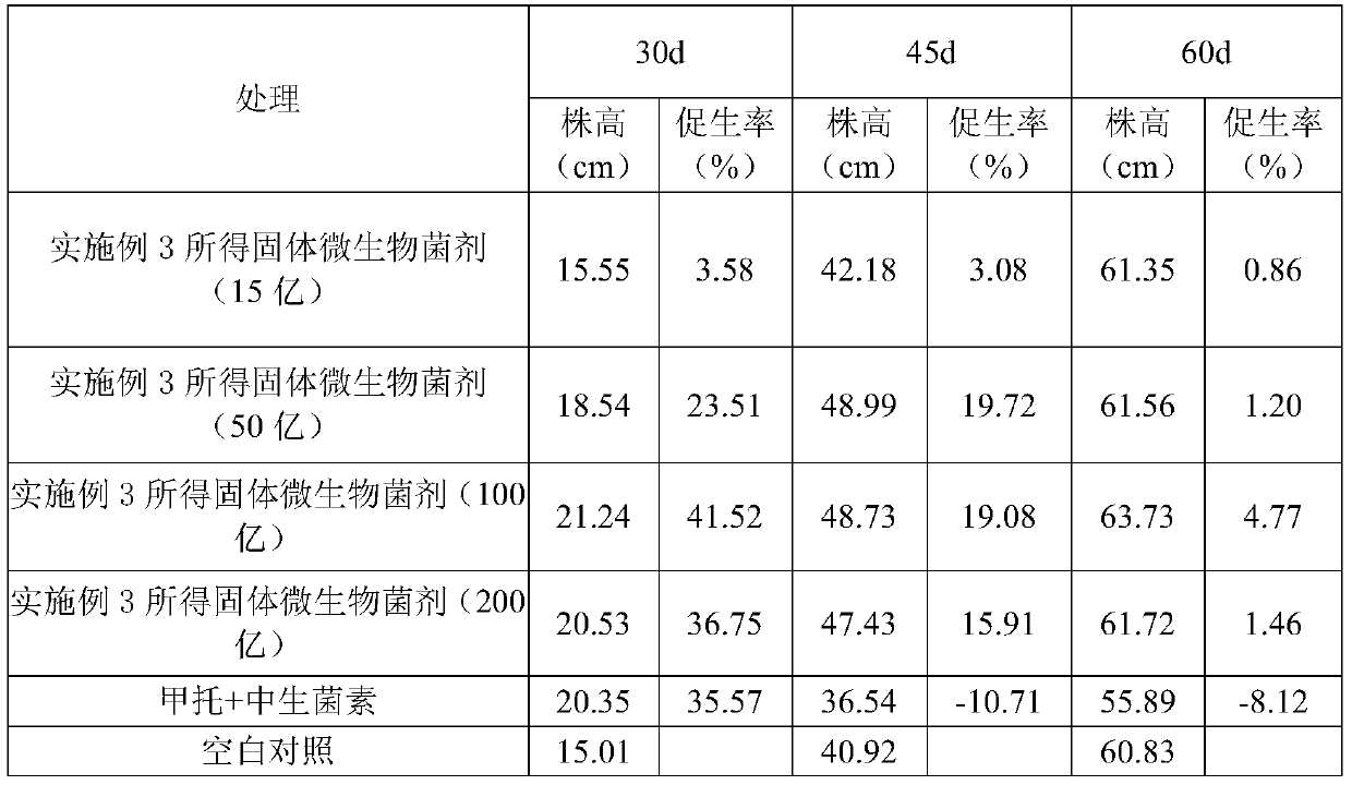 Solid microbial agent for preventing diseases and increasing yield of potatoes and preparation method