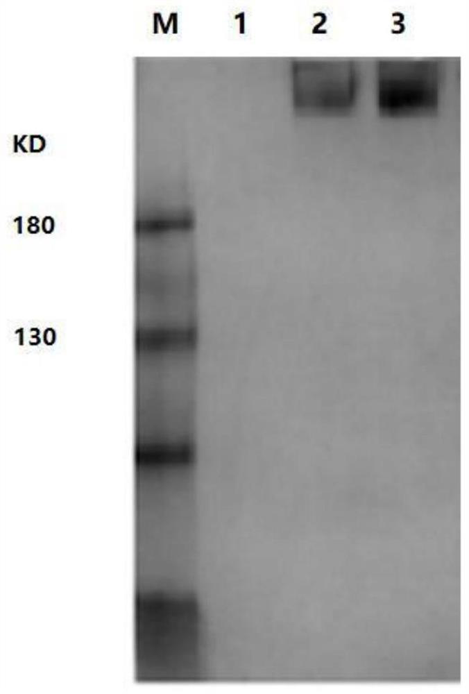 Varicella-zoster virus r-gE fusion protein, recombinant varicella-zoster vaccine and preparation method and application of varicella-zoster virus r-gE fusion protein and recombinant varicella-zoster vaccine