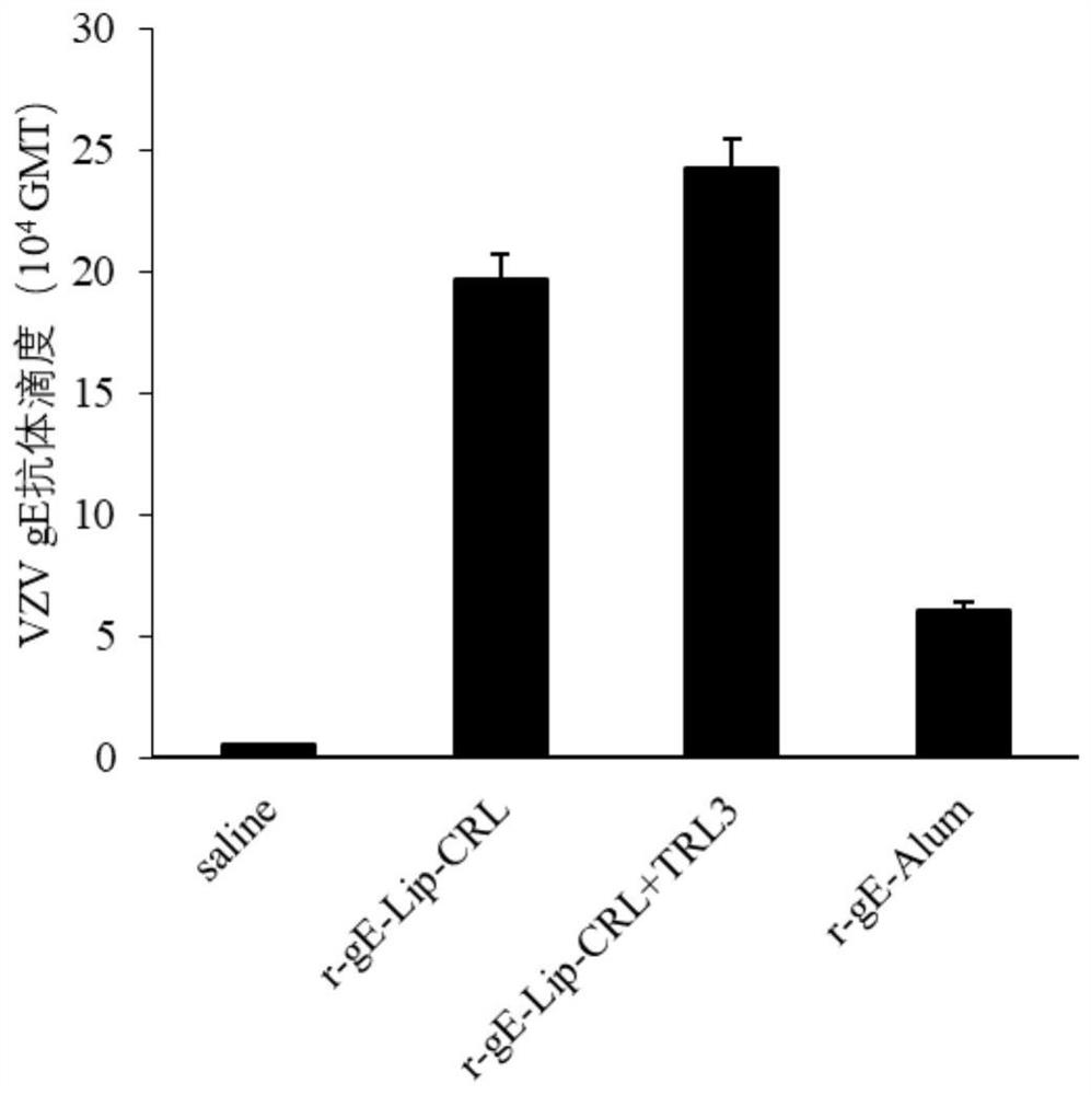 Varicella-zoster virus r-gE fusion protein, recombinant varicella-zoster vaccine and preparation method and application of varicella-zoster virus r-gE fusion protein and recombinant varicella-zoster vaccine