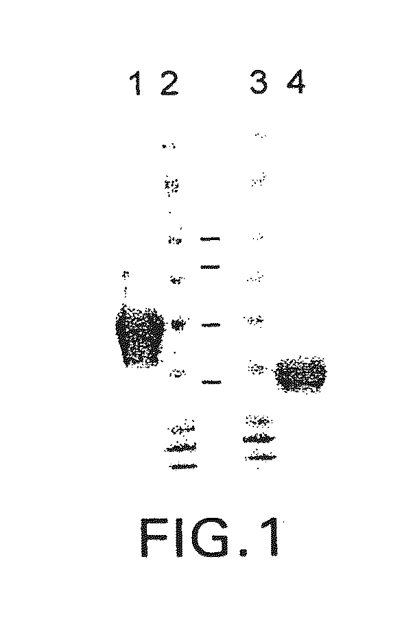 Identification and Engineering of Antibodies with Variant Fc Regions and Methods of Using Same