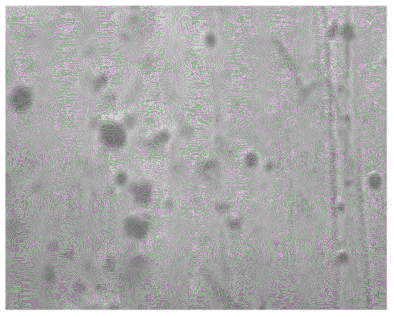 Water-borne graphene composite coating, and water-borne graphene composite paint and preparation method thereof