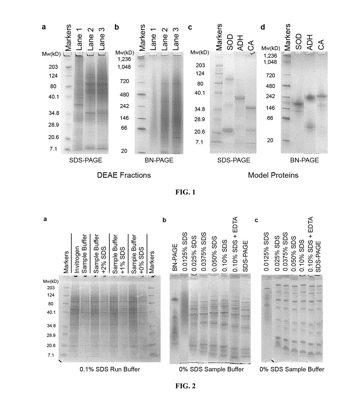 Native protein electrophoresis and methods of use