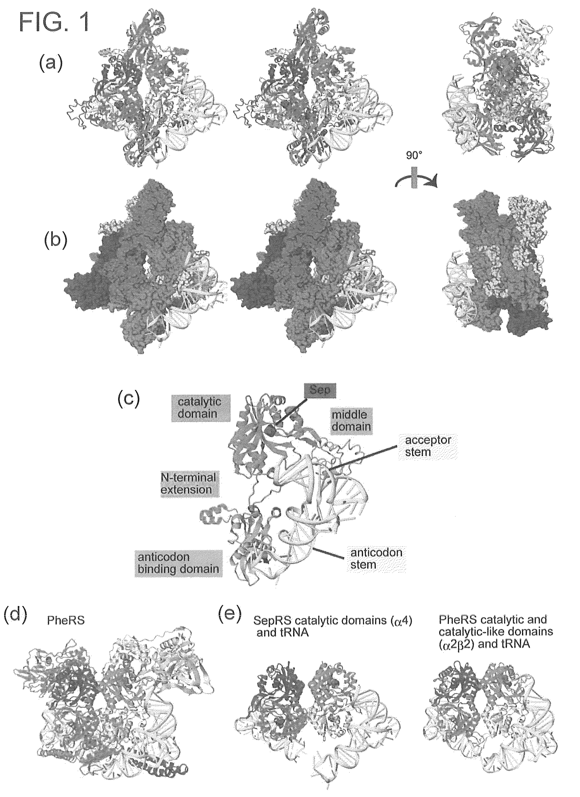 Mutant SepRS, and method for site-specific introduction of phosphoserine into protein using the same