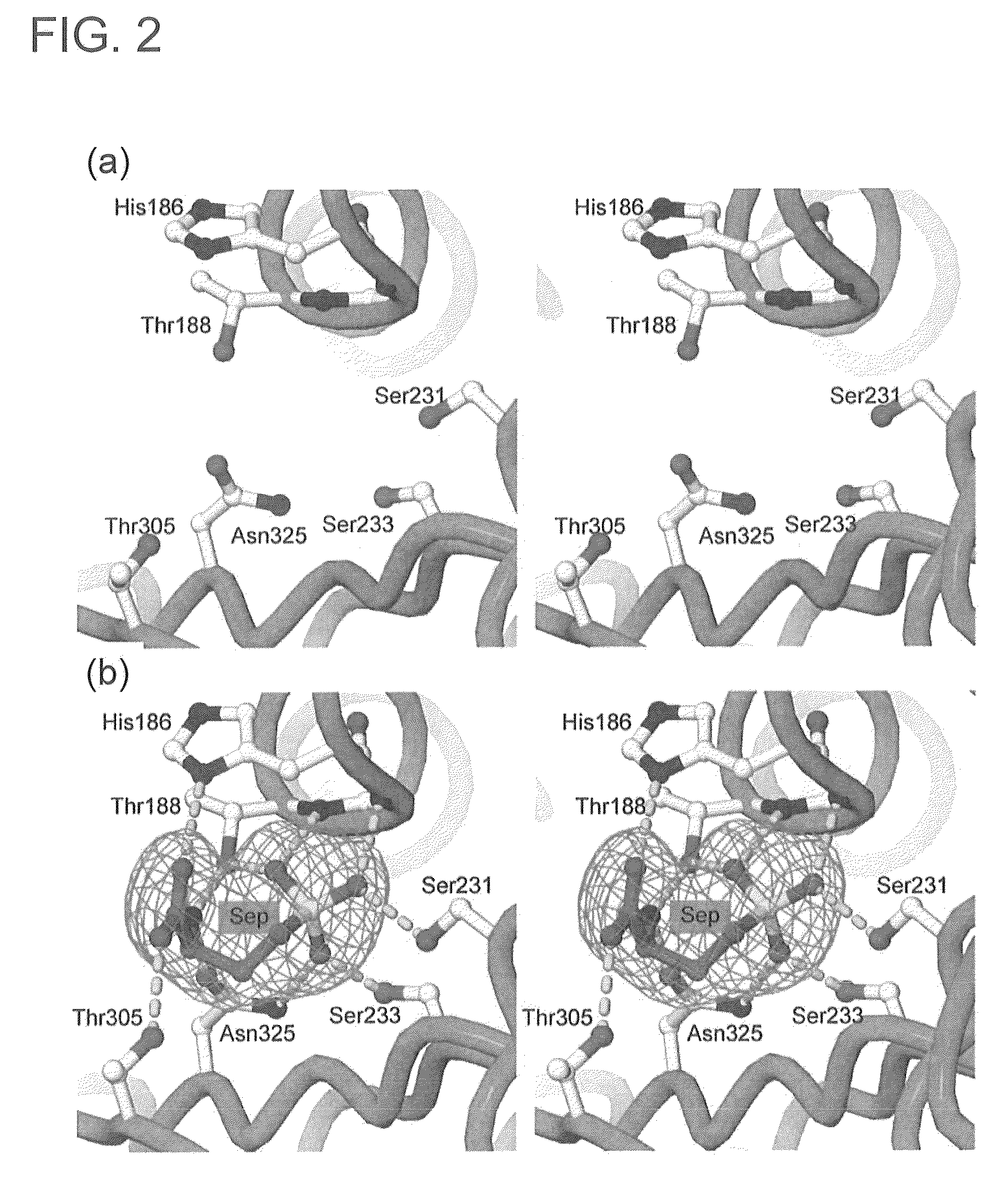 Mutant SepRS, and method for site-specific introduction of phosphoserine into protein using the same