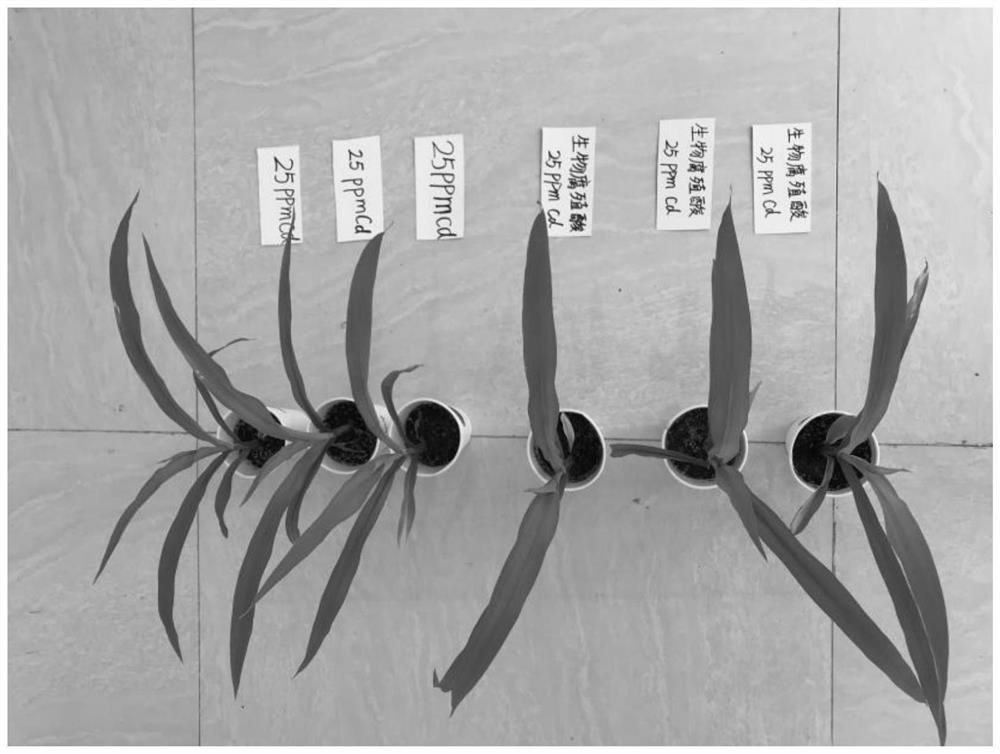 Basophilic Cupriavidus strain KY678 with functions of passivating heavy metal cadmium and promoting plant growth and application of basophilic Cupriavidus strain KY678