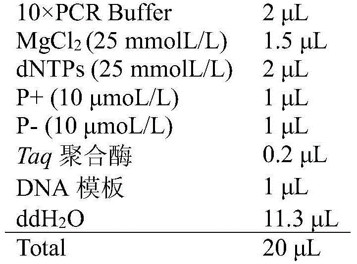 Microsatellite marker method for identifying wild odontobutis potamophila population of minjiang river basin