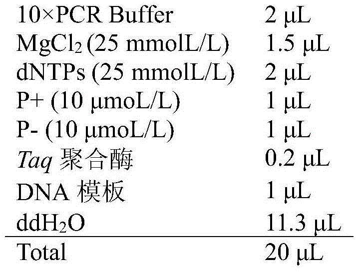 Microsatellite marker method for identifying wild odontobutis potamophila population of minjiang river basin