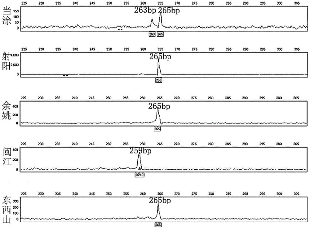 Microsatellite marker method for identifying wild odontobutis potamophila population of minjiang river basin