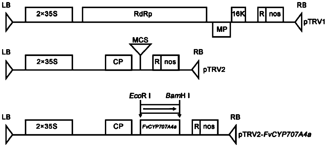 Fragaria X ananassa ABA degradation pathway key enzyme FveCYP707A4a gene and application thereof