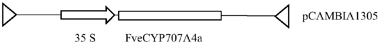 Fragaria X ananassa ABA degradation pathway key enzyme FveCYP707A4a gene and application thereof