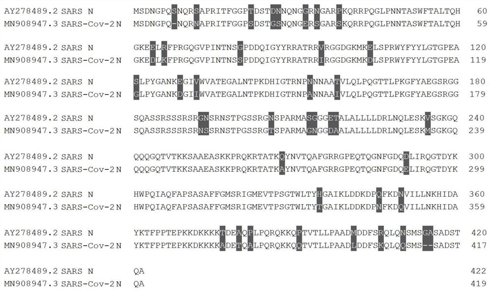 Monoclonal antibody for detecting SARS-CoV-2 virus nucleocapsid protein (N protein) and application thereof