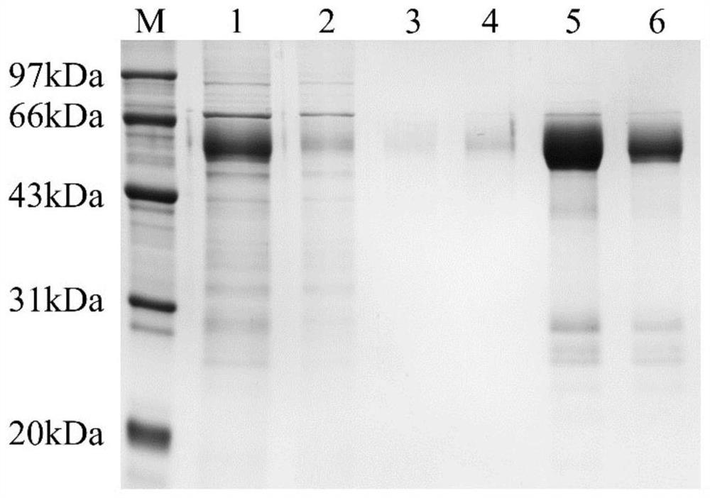 Monoclonal antibody for detecting SARS-CoV-2 virus nucleocapsid protein (N protein) and application thereof