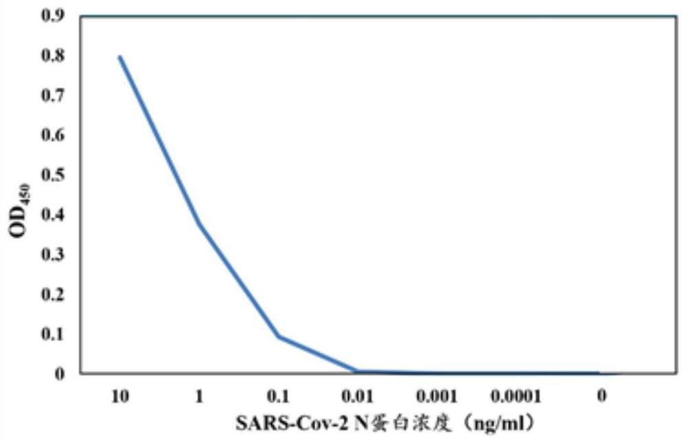 Monoclonal antibody for detecting SARS-CoV-2 virus nucleocapsid protein (N protein) and application thereof