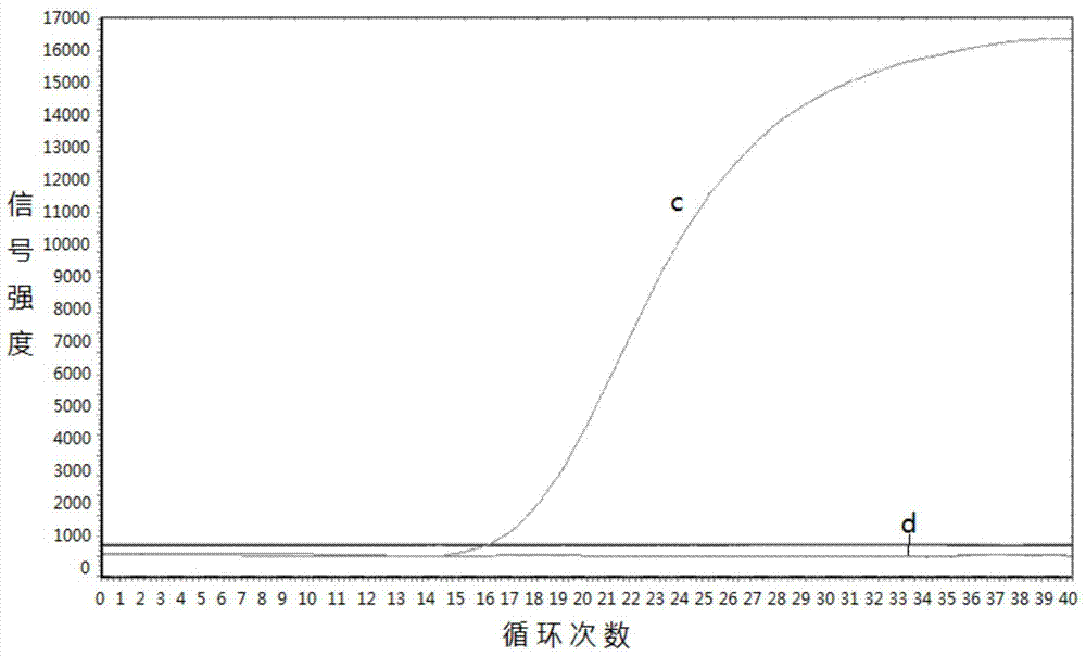 Primers, kit and pcr method for detecting the v600e mutation site of braf gene