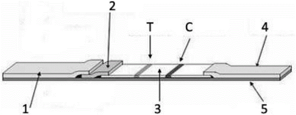 EV71 virus IgA antibody detection test strip and application thereof