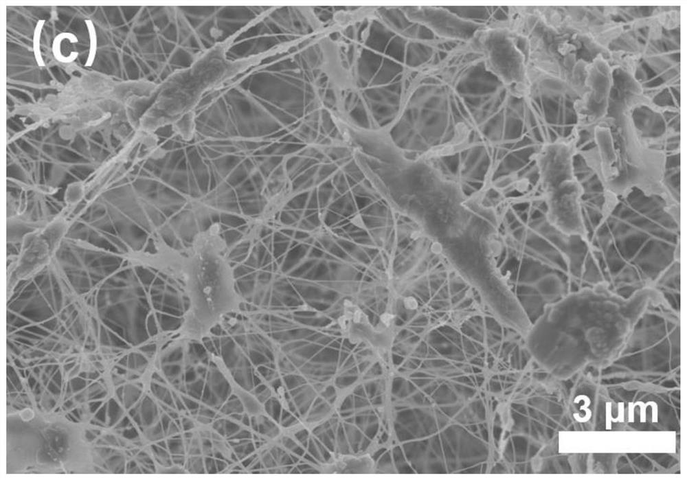 A method for purification and separation of bacterial cellulose