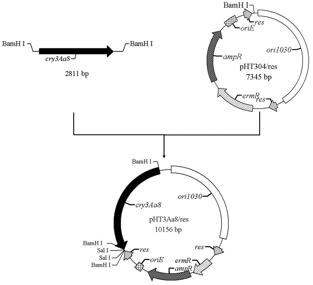 Bacillus thuringiensis engineering bacteria for killing coleopteran pests, preparation method and application thereof