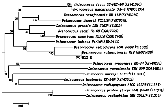 Carotenoid high yield strain and application thereof