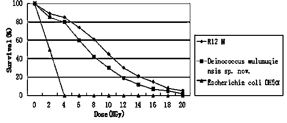 Carotenoid high yield strain and application thereof