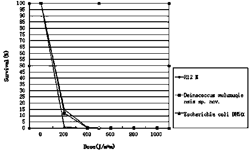 Carotenoid high yield strain and application thereof