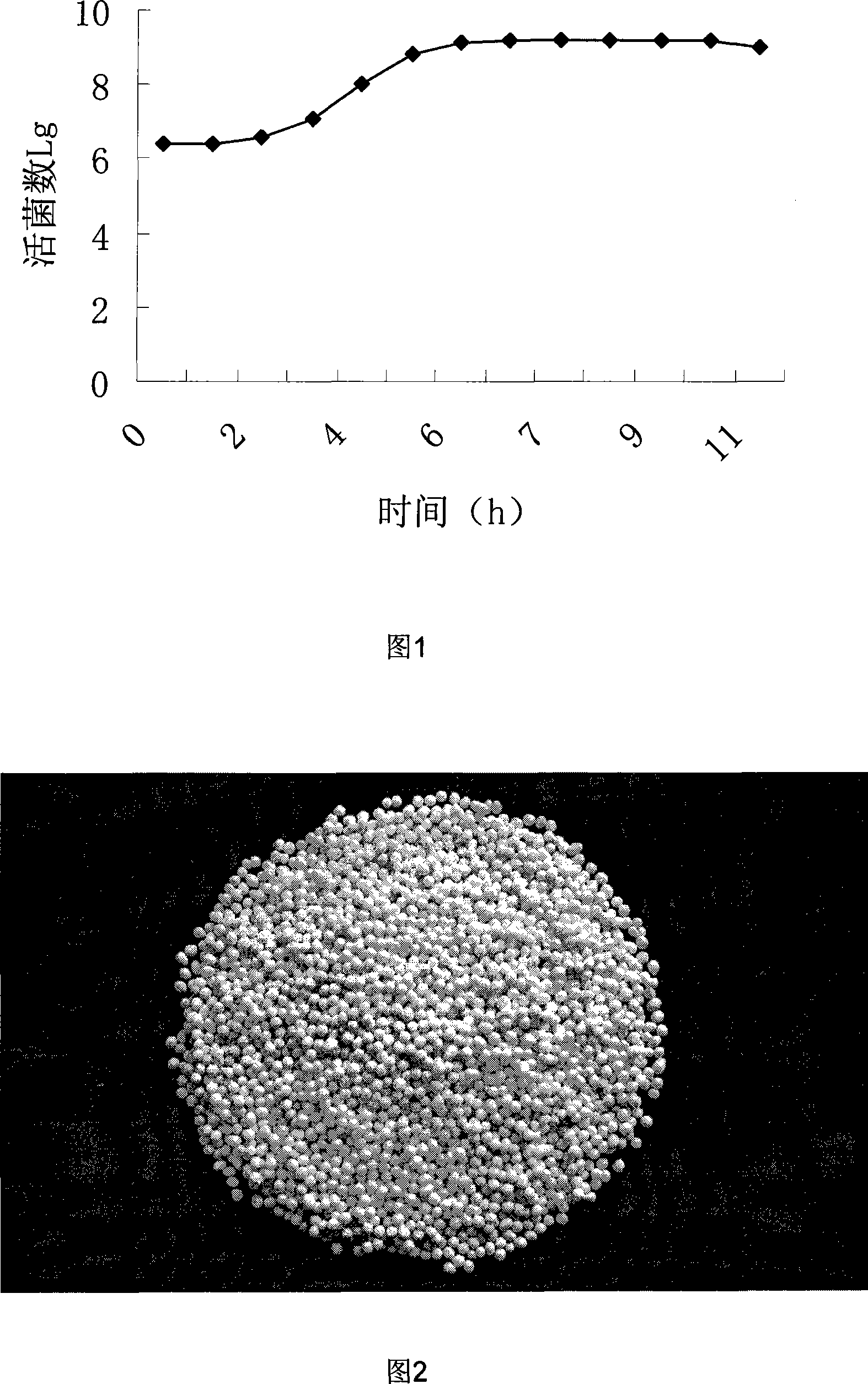 Immune bovine colostrum and method for preparing bifidobacteria composite tiny capsule and pill