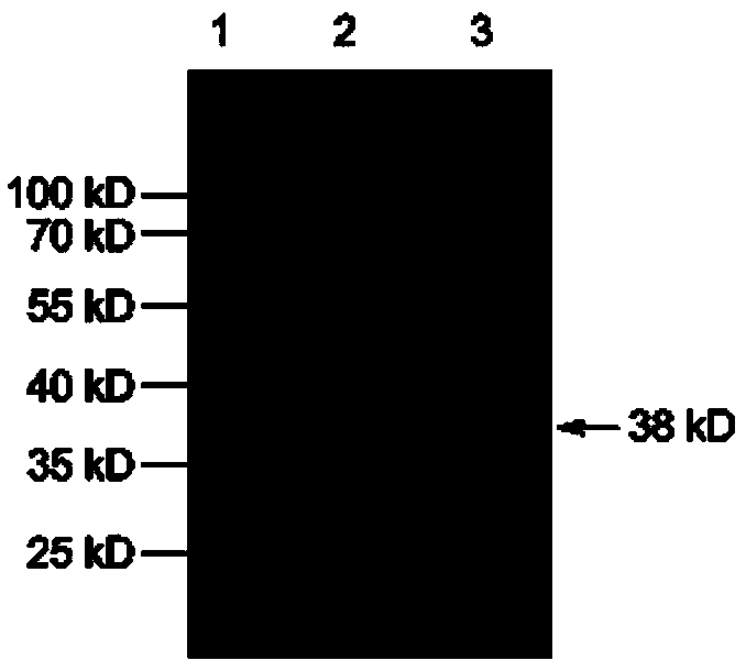 Pictet-Spengler enzyme and encoding gene and application thereof