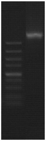 Cultivation method of transgenic rice sterile line based on ZMAA1 gene