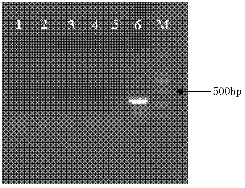 Characteristic nucleotide sequence, nucleic acid molecular probes and method for identifying Cordyceps guangdongensis