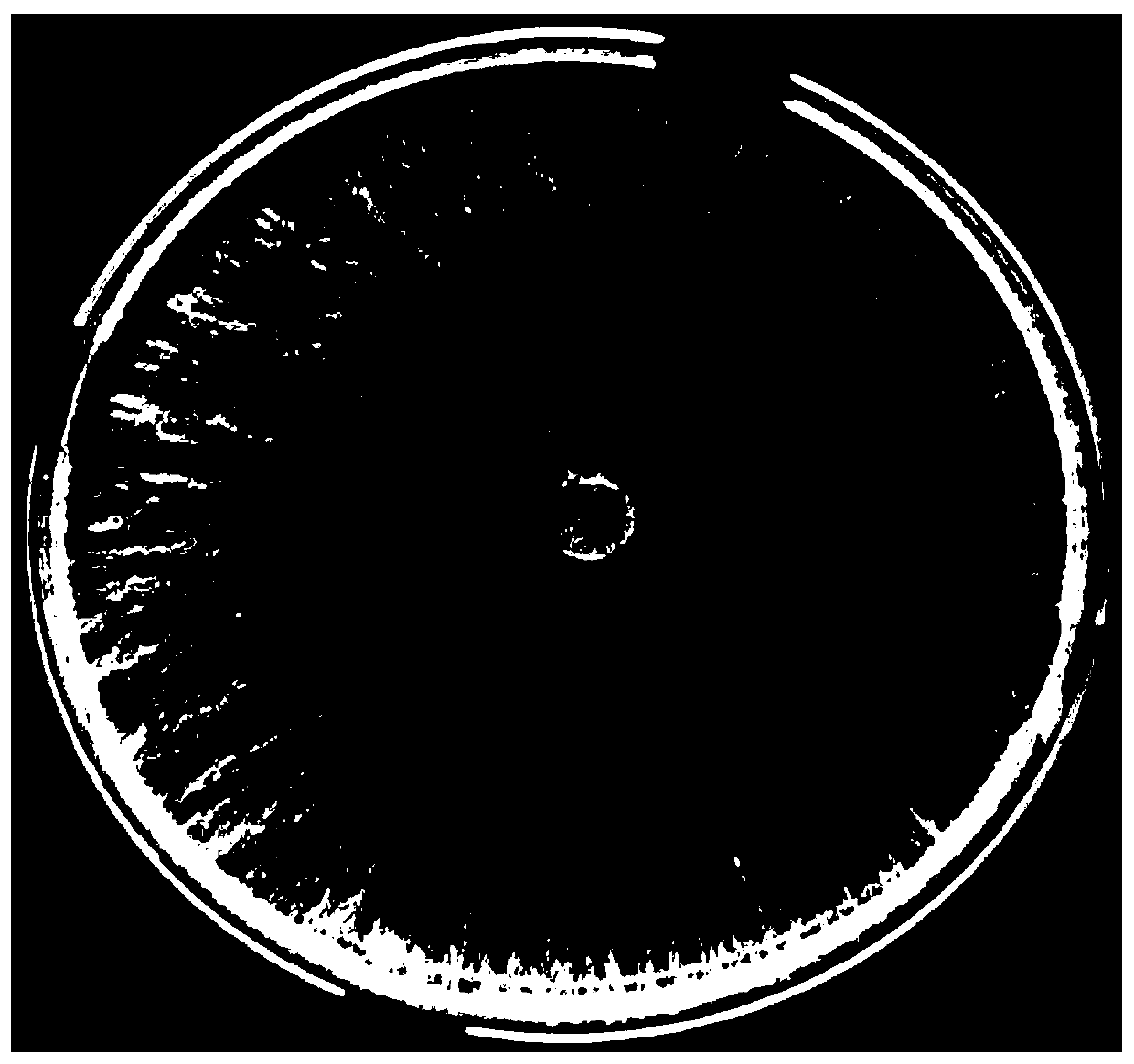 Bacillus altitudinis strain and application thereof to rhizoctonia solani