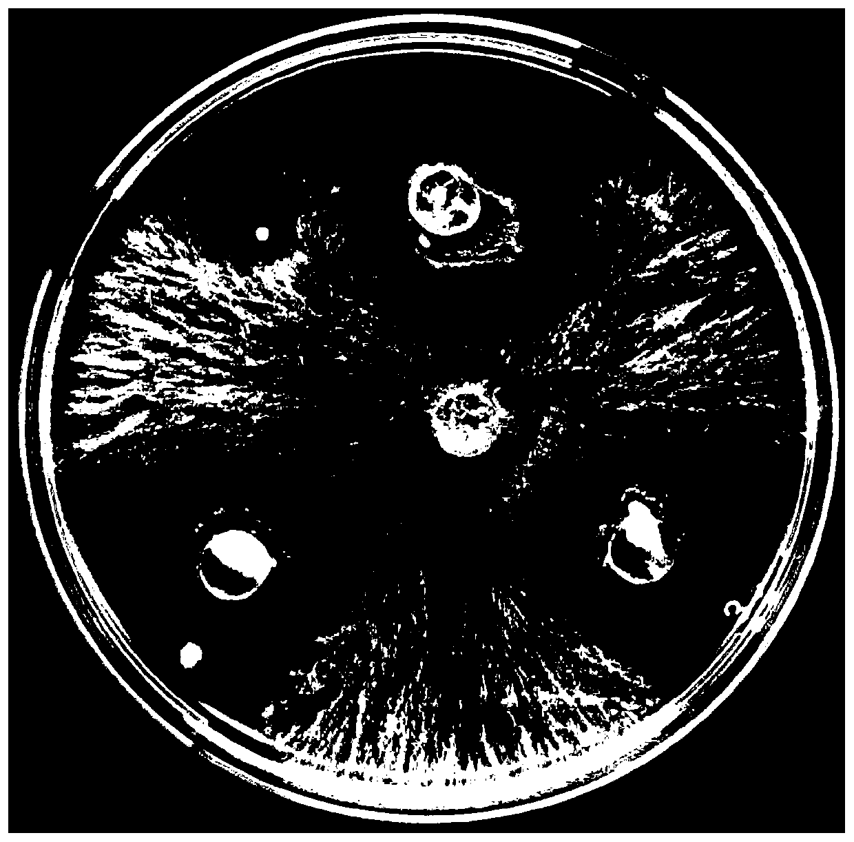 Bacillus altitudinis strain and application thereof to rhizoctonia solani