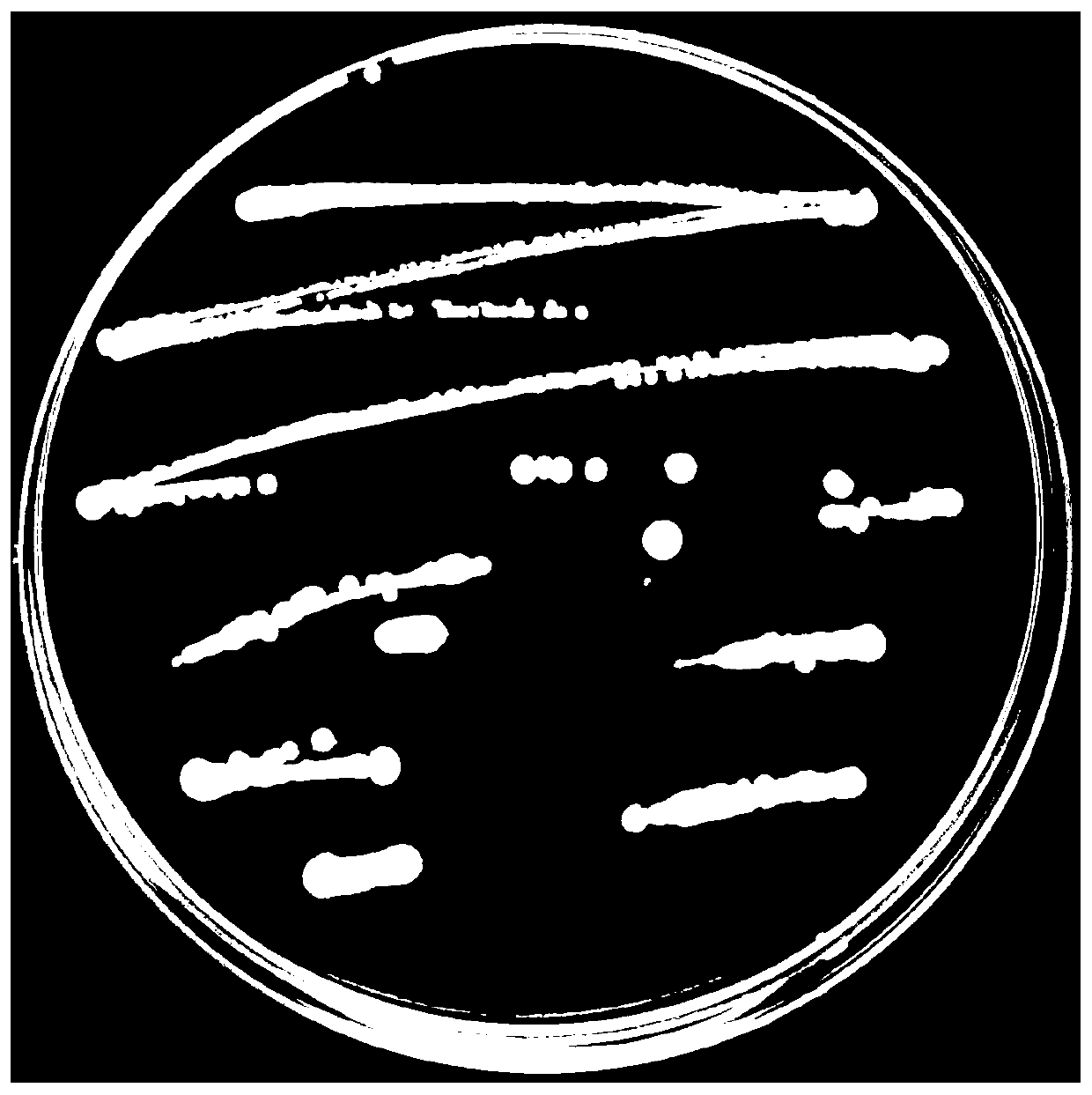 Bacillus altitudinis strain and application thereof to rhizoctonia solani