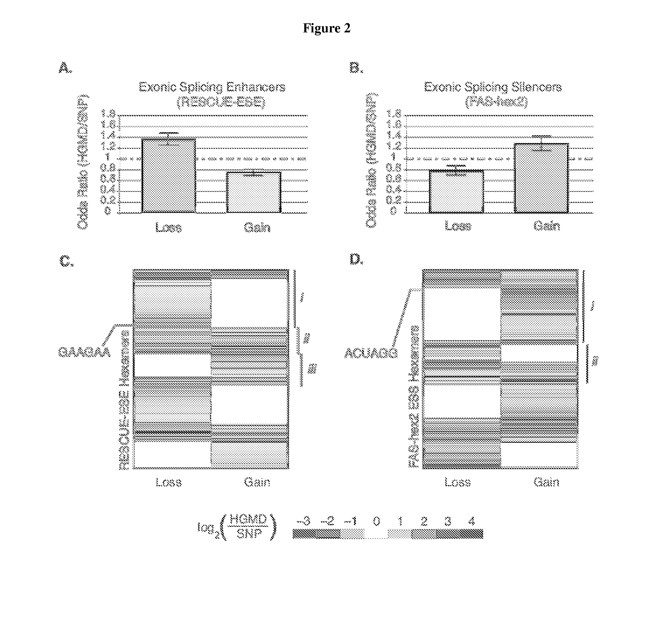 Exonic splicing enhancers and exonic splicing silencers