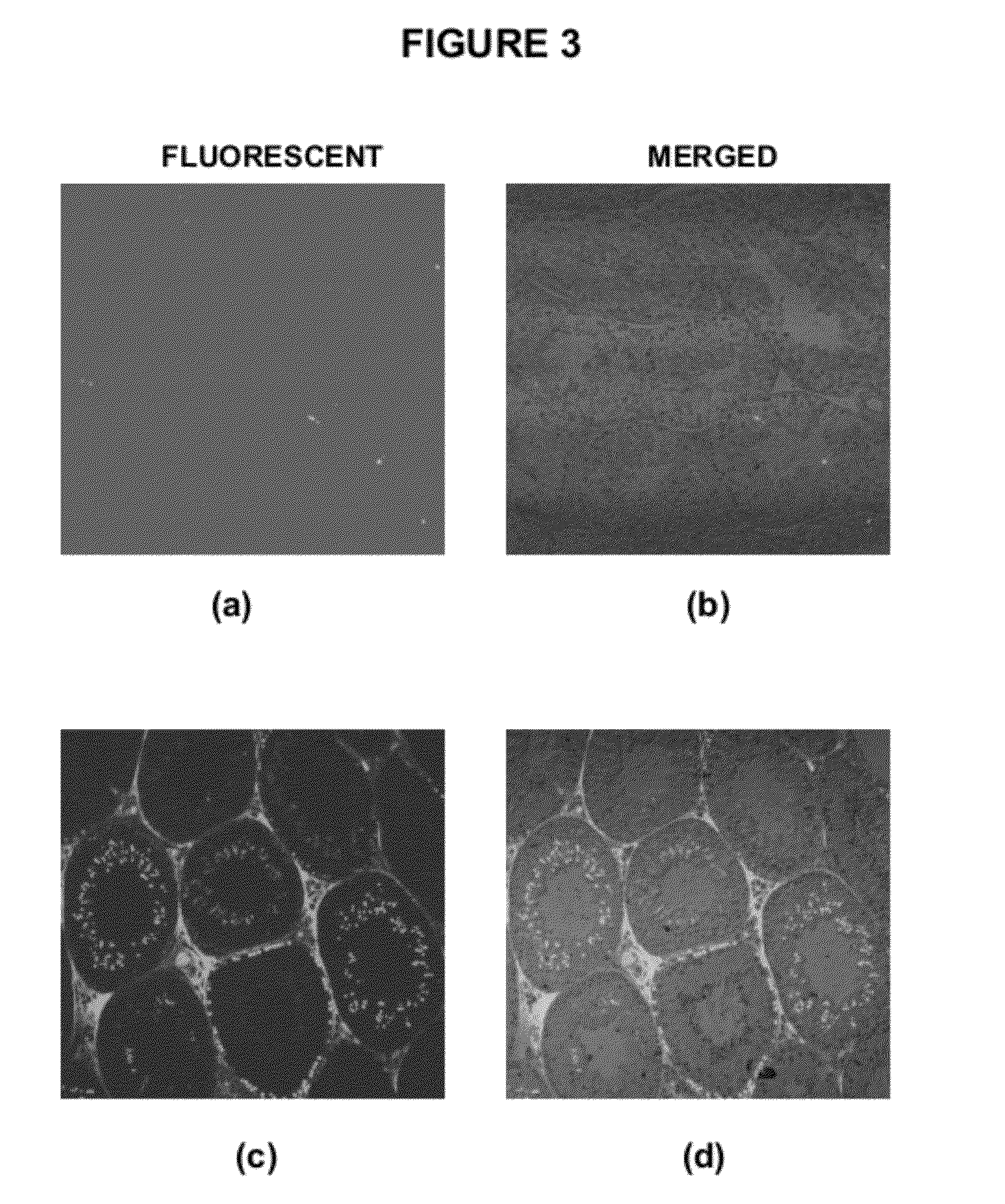 KNOCK DOWN MODEL OF DICKKOPF HOMOLOGUE 3 (Dkk3) FOR ASSESSING ROLE OF SAID Dkk3 IN SPERMATOGENESIS AND SEX REVERSAL