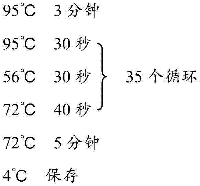 Breast cancer susceptibility gene detection reagent kit