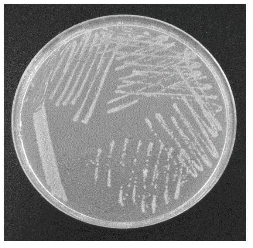 A kind of Sphingomonas paucimobilis bacterial strain and application thereof