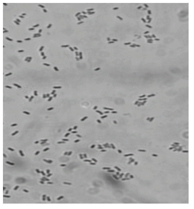 A kind of Sphingomonas paucimobilis bacterial strain and application thereof