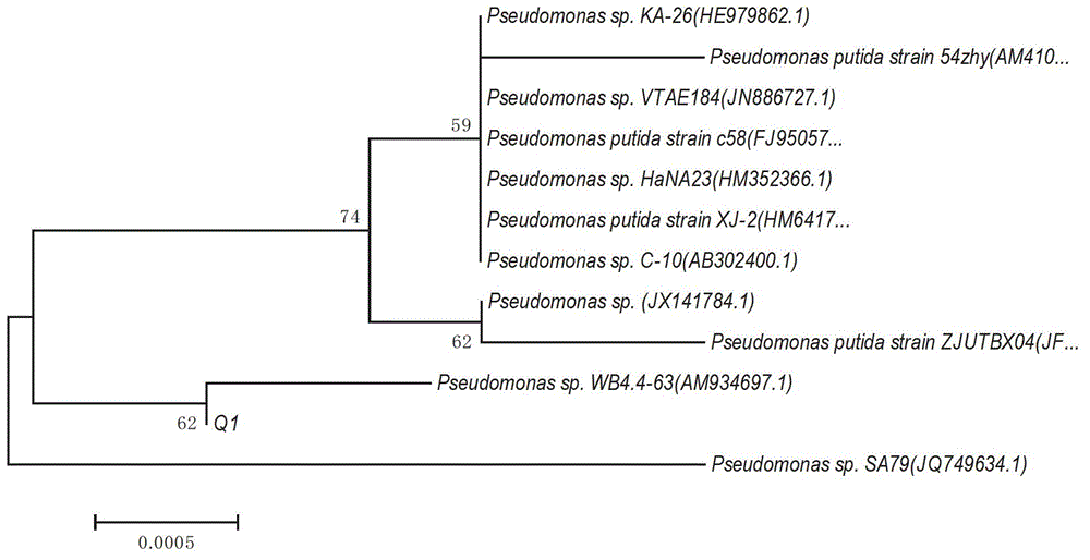 A kind of Sphingomonas paucimobilis bacterial strain and application thereof