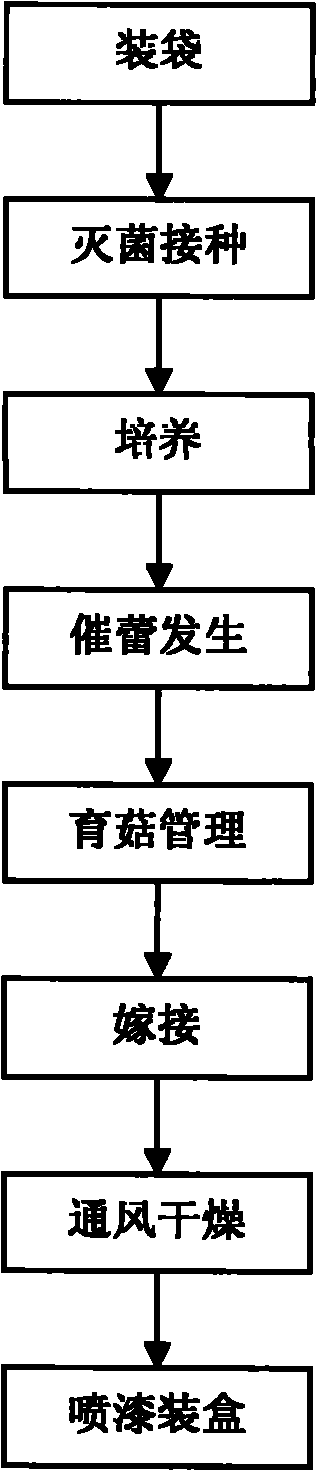 Method for cultivating mulberry twig glossy ganoderma