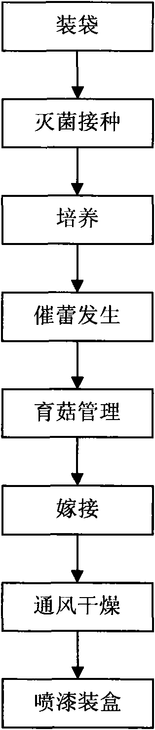 Method for cultivating mulberry twig glossy ganoderma