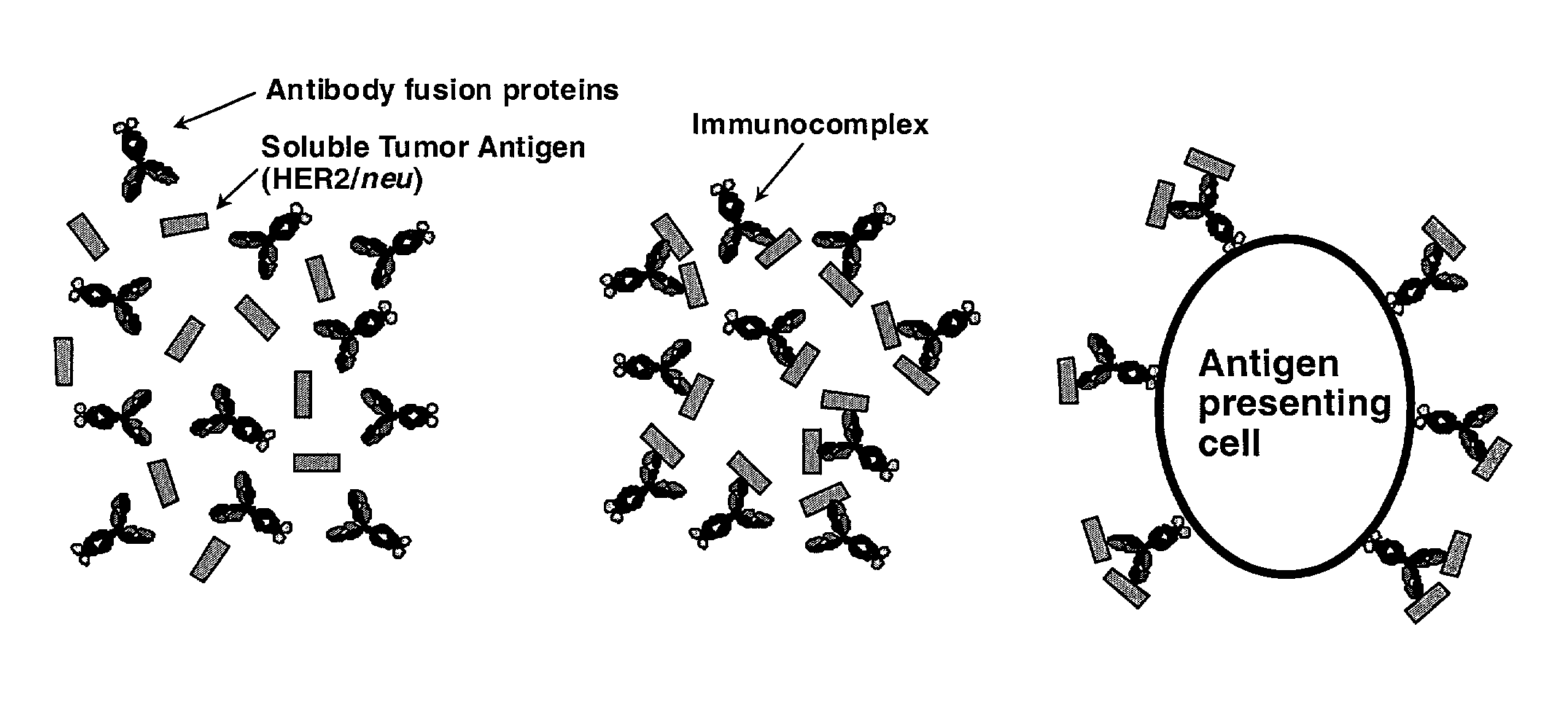 Antibody fusion proteins: effective adjuvants of protein vaccination