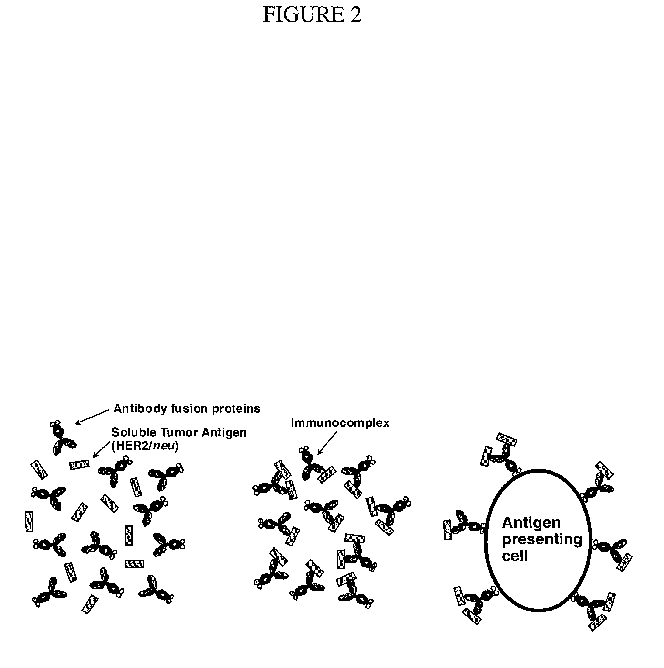 Antibody fusion proteins: effective adjuvants of protein vaccination