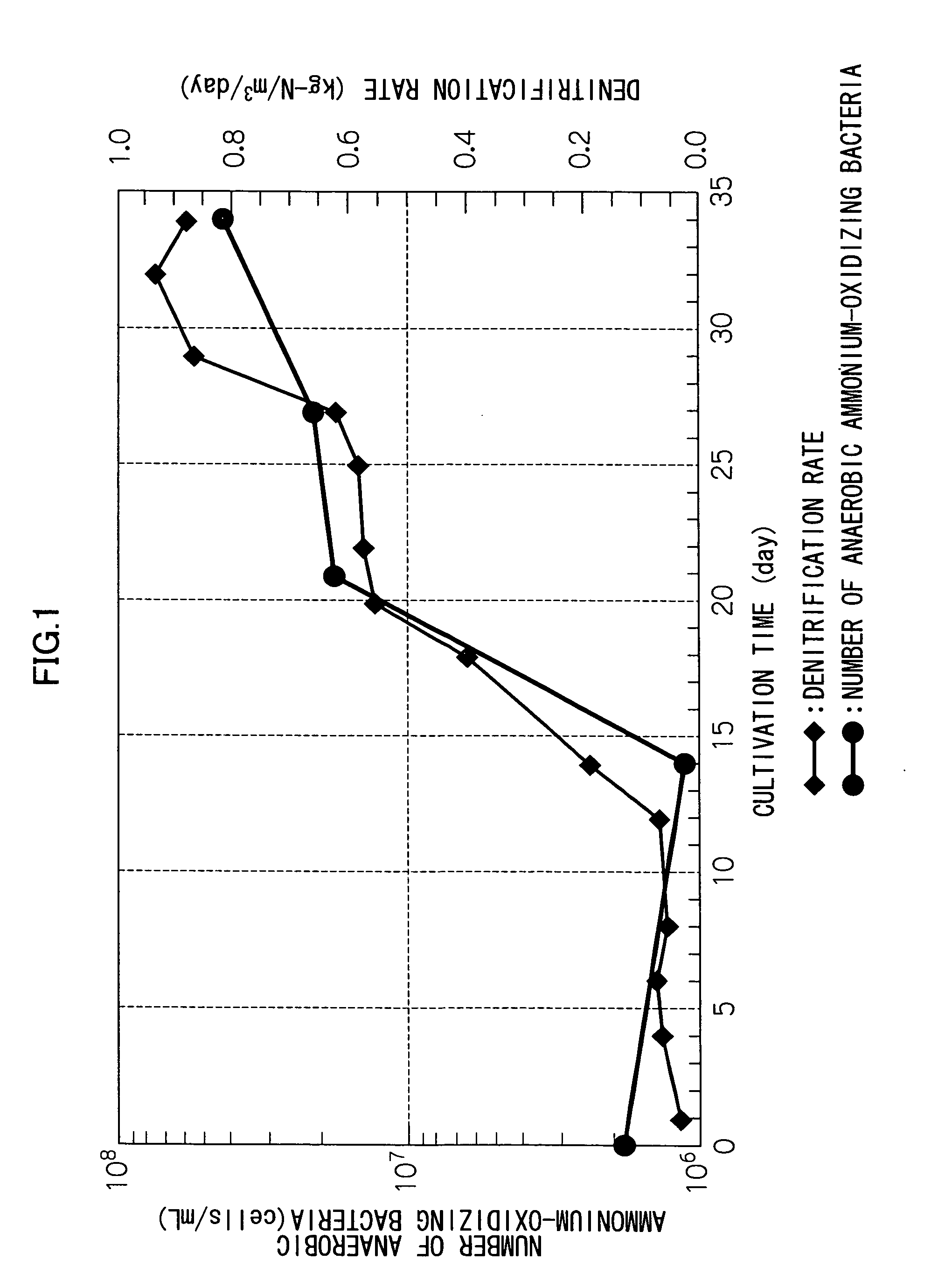 Method and equipment for cultivating anaerobic ammonium-oxidizing bacteria