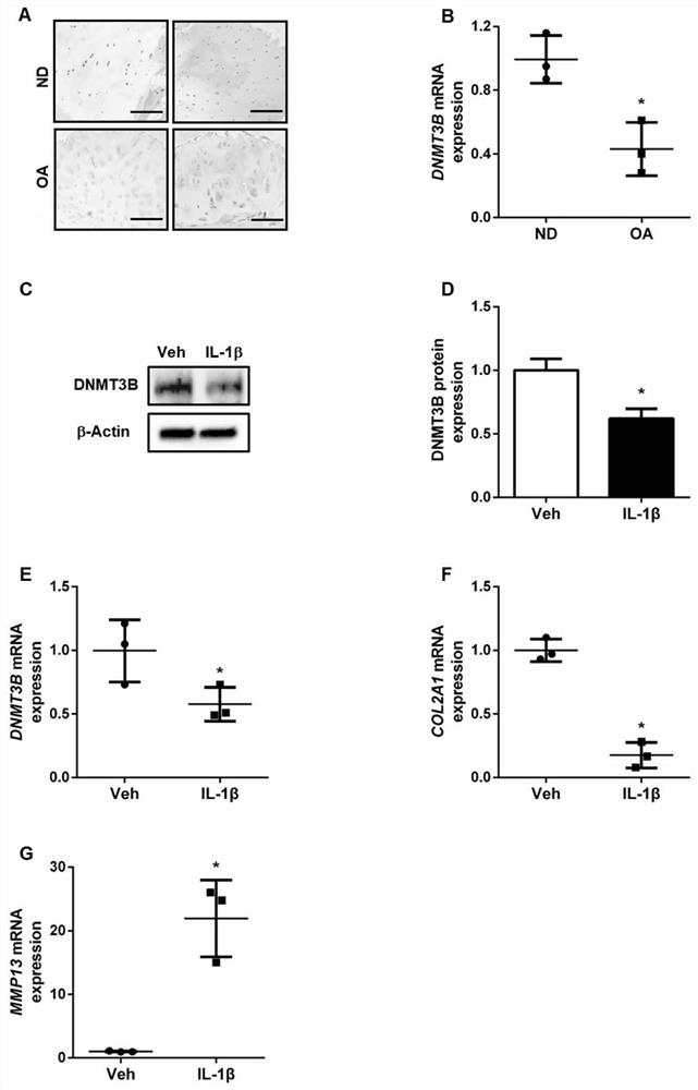 Application of a kind of amygdalin in the preparation of anti-inflammatory drugs for knee osteoarthritis