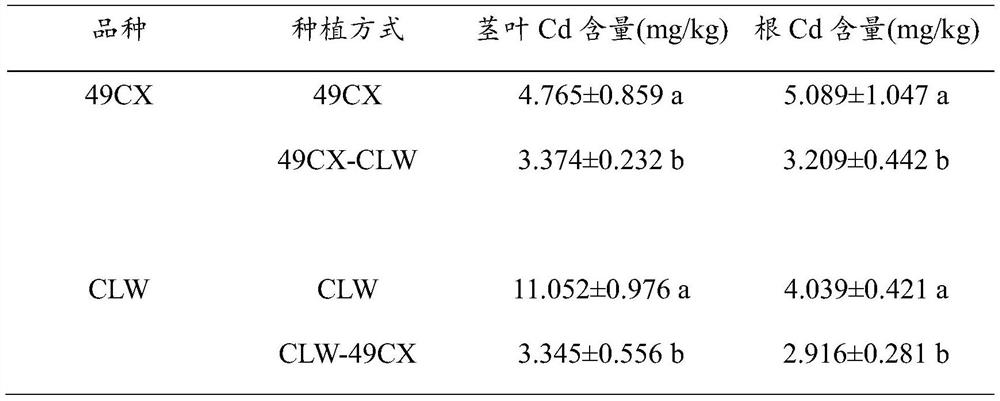 A method of controlling cabbage polluted by heavy metal cadmium and lead in soil