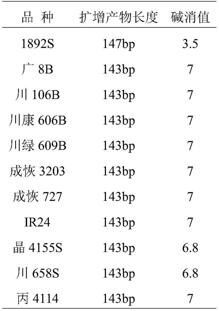 Molecular marker of rice gelatinization temperature gene ALK as well as primer and application of molecular marker