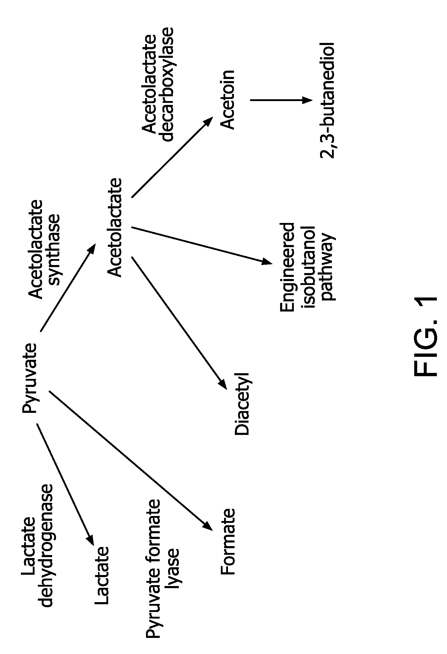 Flux to acetolactate-derived products in lactic acid bacteria