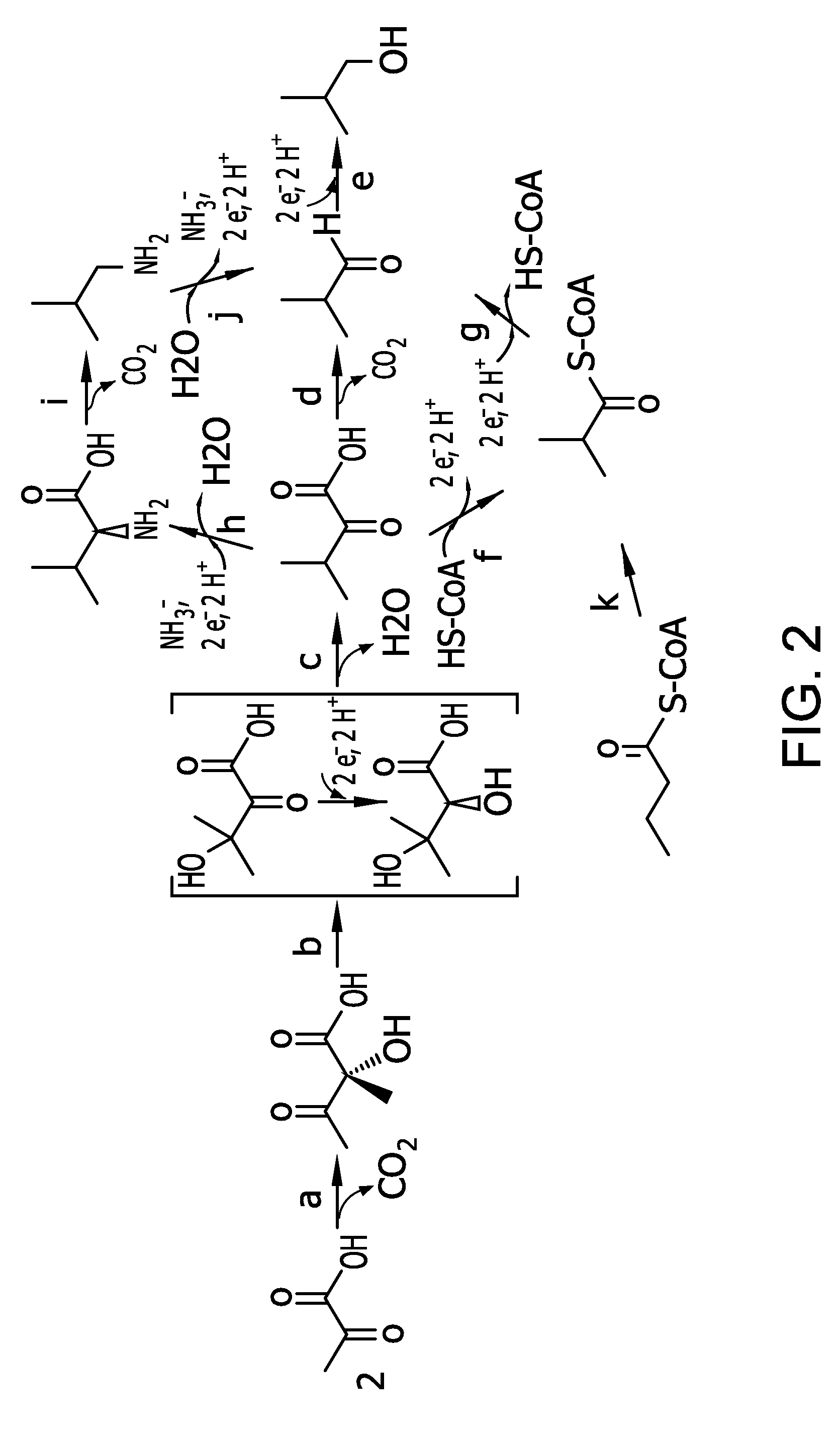 Flux to acetolactate-derived products in lactic acid bacteria