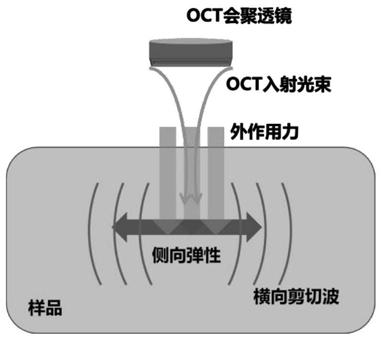 Optical coherent elastic imaging method and device