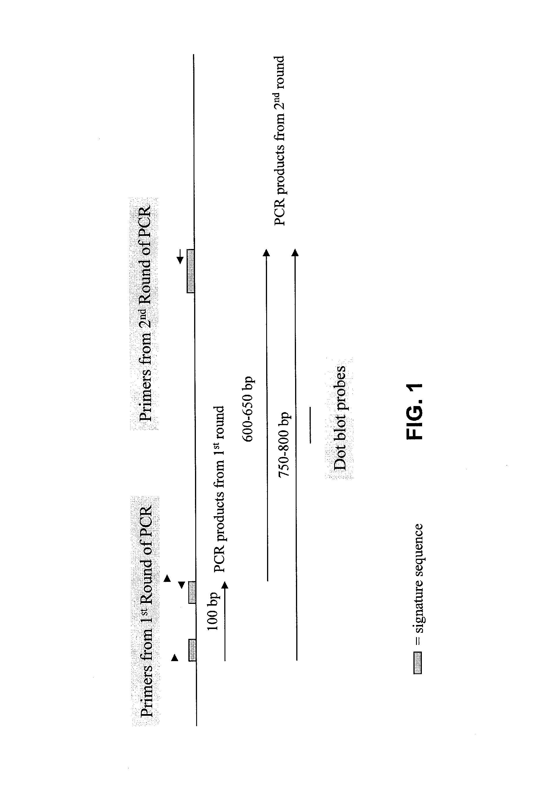 Method for identifying novel genes