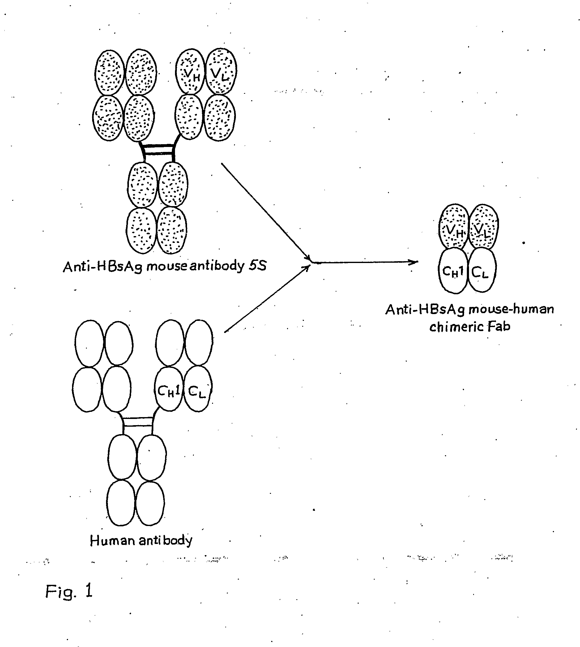 Recombinant Mouse-Human Chimeric Fab Against Hepatitis B Surface Antigen